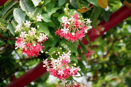 Blossom Flower Red And White