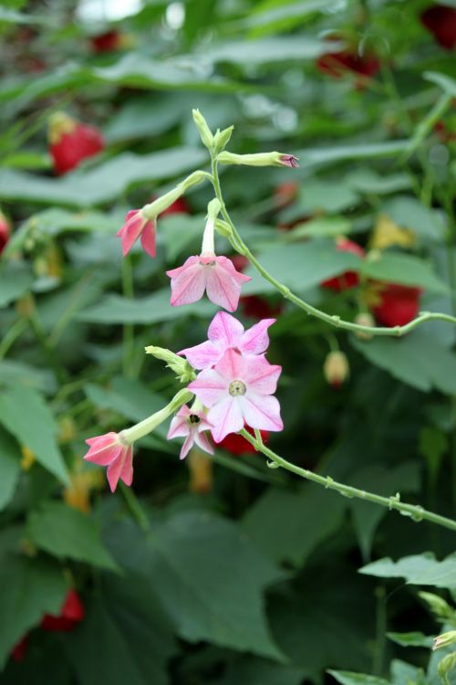 Blossom Pink Flower