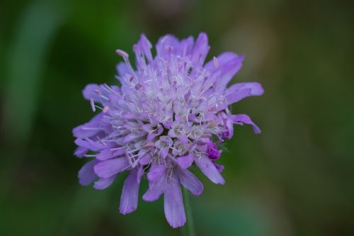 pincushion flower skabiosenblüte blossom