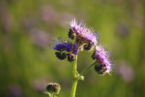 blossom bloom violet