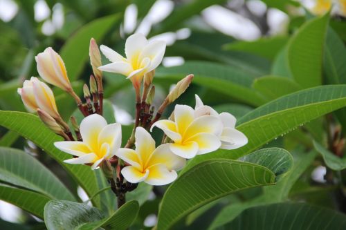 plumeria frangipani blossom