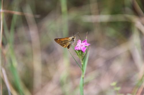 butterfly blossom bloom