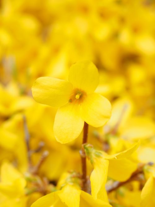 blossom bloom forsythia