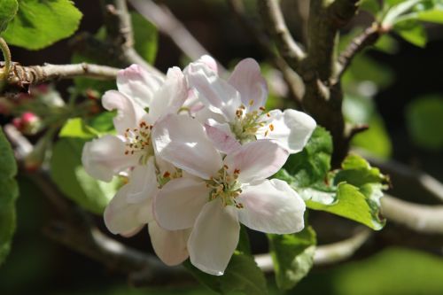 blossom apple blossom pink