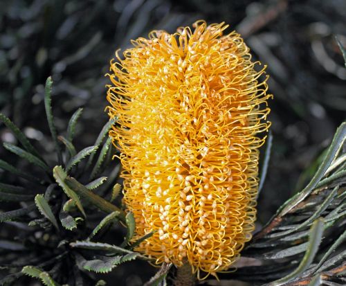 hairpin banksia banksia spinulosa prickly leaved banksia