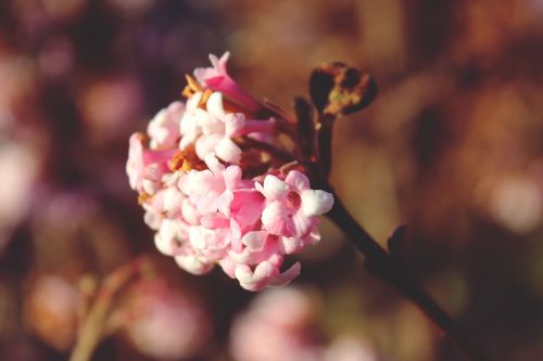 blossom bloom pink