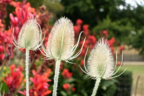 blossom flower blooming