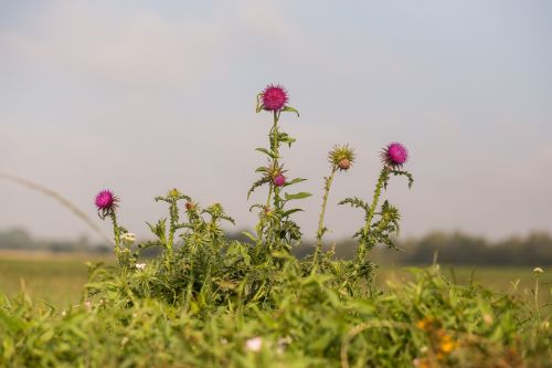 blossom bloom plant