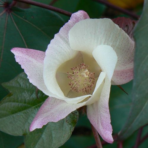 blossom flower cotton
