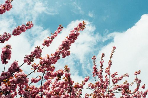 blossom sky spring