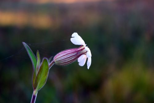 blossom bloom campion