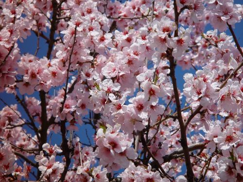blossom bloom almond blossom