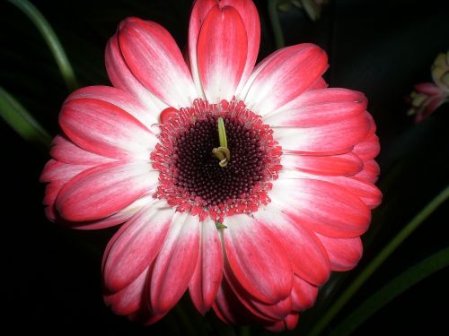 gerbera blossom bloom