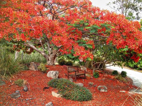 blossom red poinciana