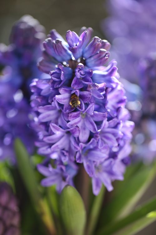 flowers hyacinth nature