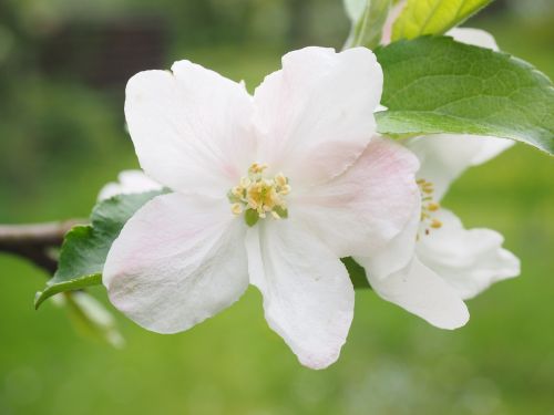 blossom bloom apple blossom