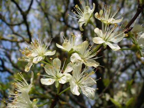 blossom spring nature