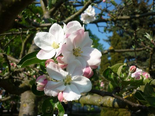 blossom bloom frühlingsanfang