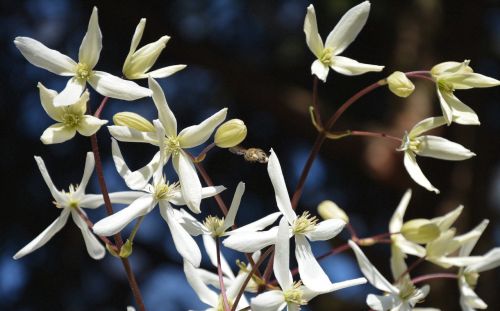 blossom bloom clematis flower