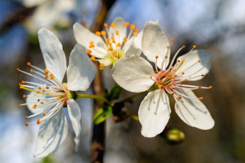 blossom bloom apple blossom