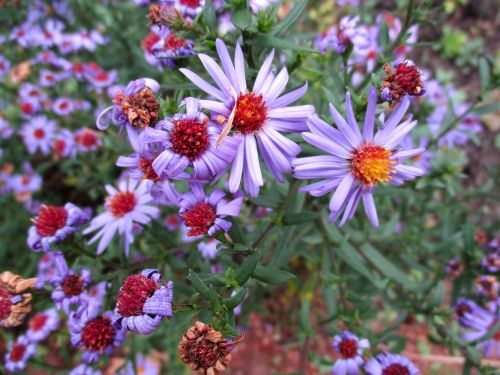 pillow aster blossom bloom