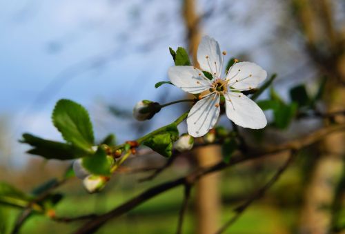 blossom bloom apple blossom