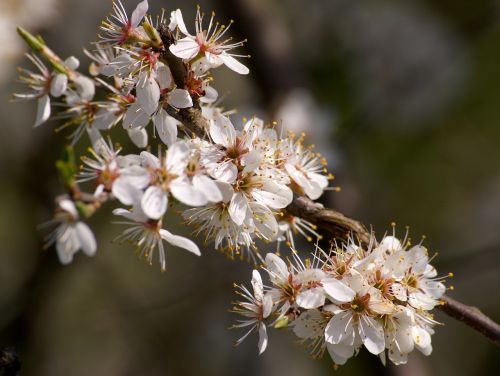 blossom bloom flowers