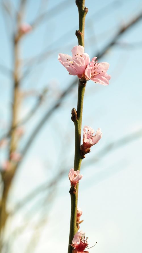 blossom bloom bud