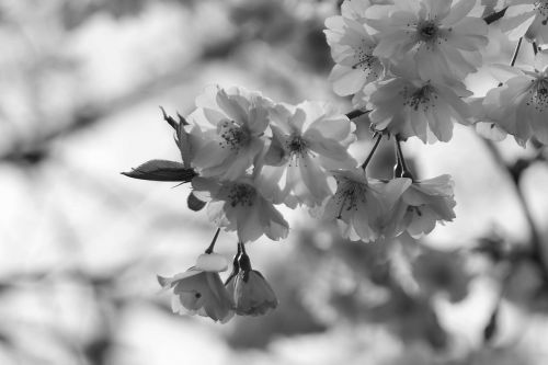 blossom bloom bud