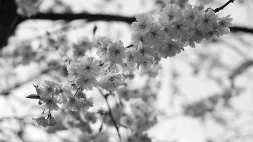 blossom bloom bud