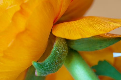 blossom bloom ranunculus