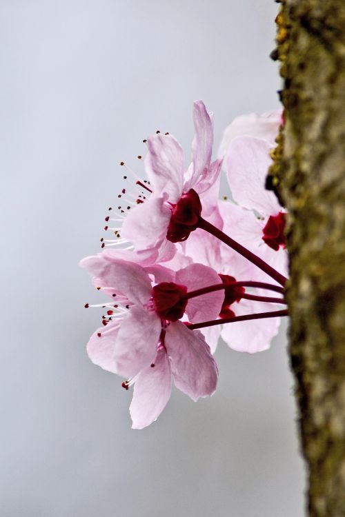 blossom spring flower