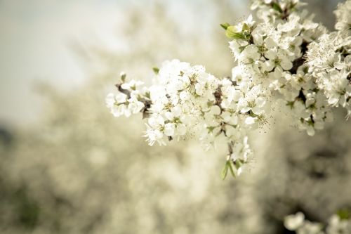 blossom bloom tree