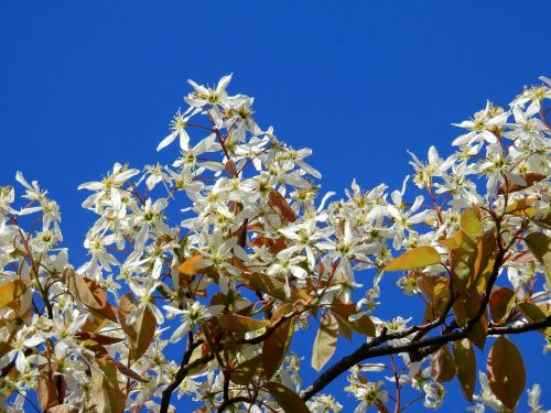 blossom bloom tree