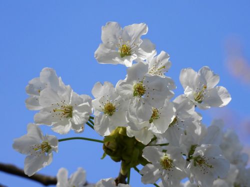 blossom bloom spring