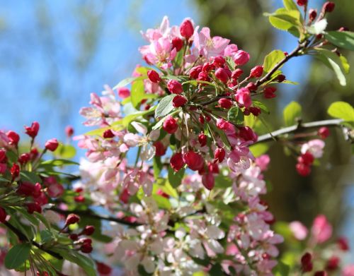 blossom pink white