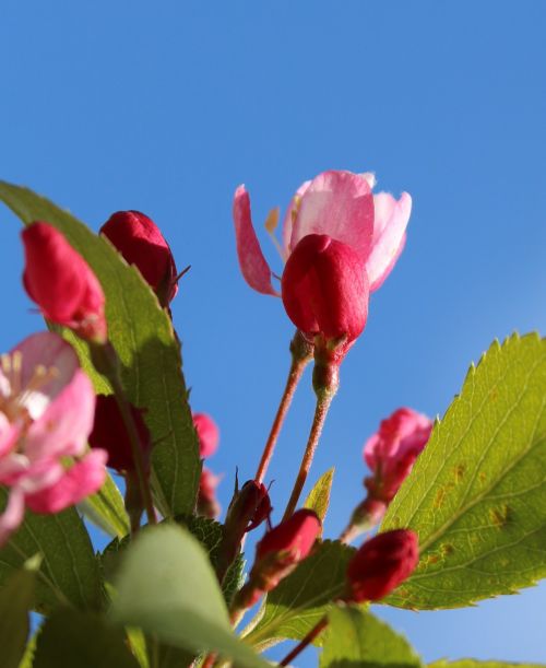 blossom pink white