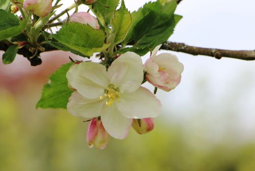 blossom bloom apple tree