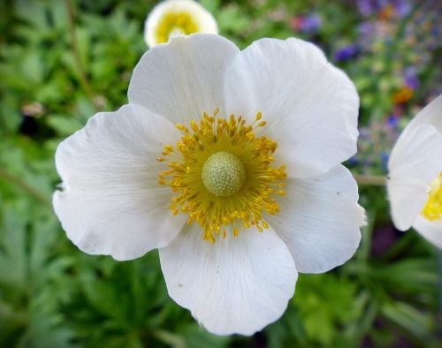 blossom bloom flower