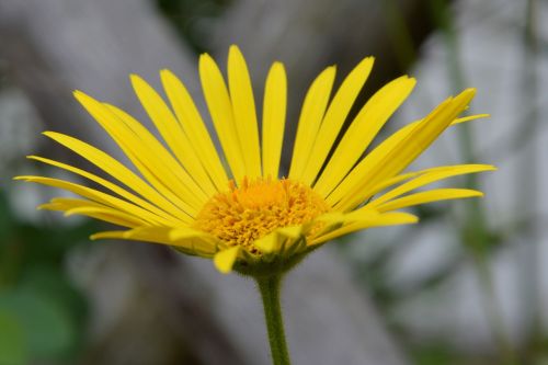 blossom bloom yellow