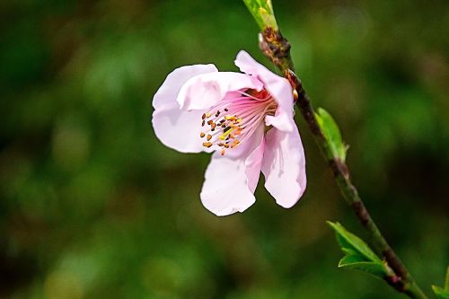 blossom pink cherry