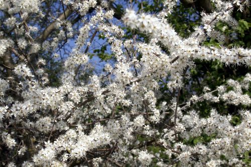 blossom tree nature