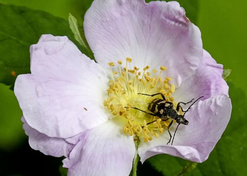 blossom wild rose nature