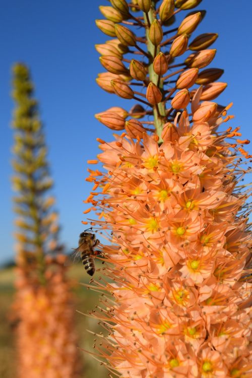 eremurus steppe candle desert wandering