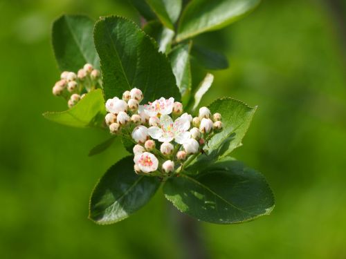 blossom bloom bush