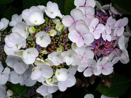 blossom bloom hydrangea