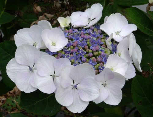 blossom bloom hydrangea
