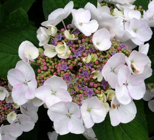 blossom bloom hydrangea