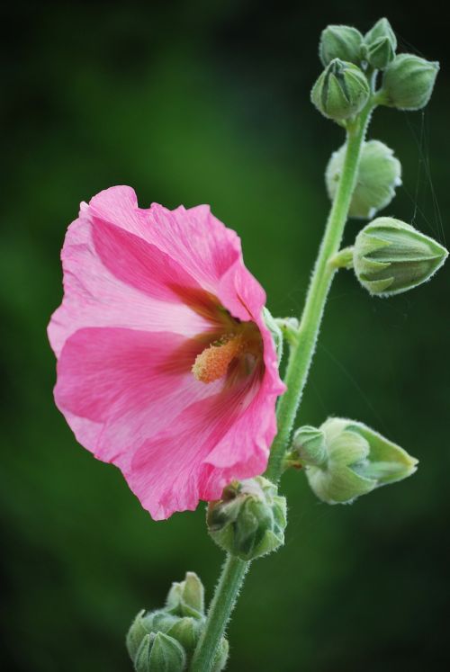 blossom bloom macro