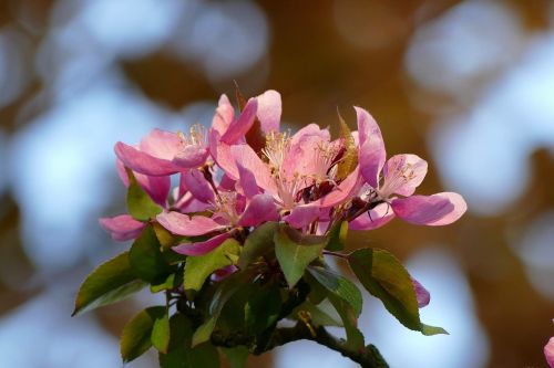blossom flower pink
